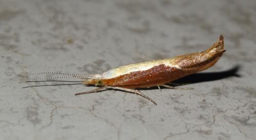 Ypsolopha dentella